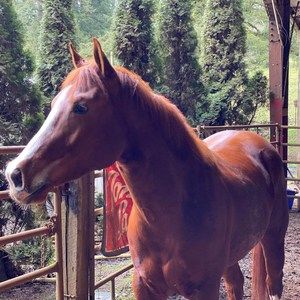 Meet your Posher, Susan